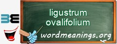 WordMeaning blackboard for ligustrum ovalifolium